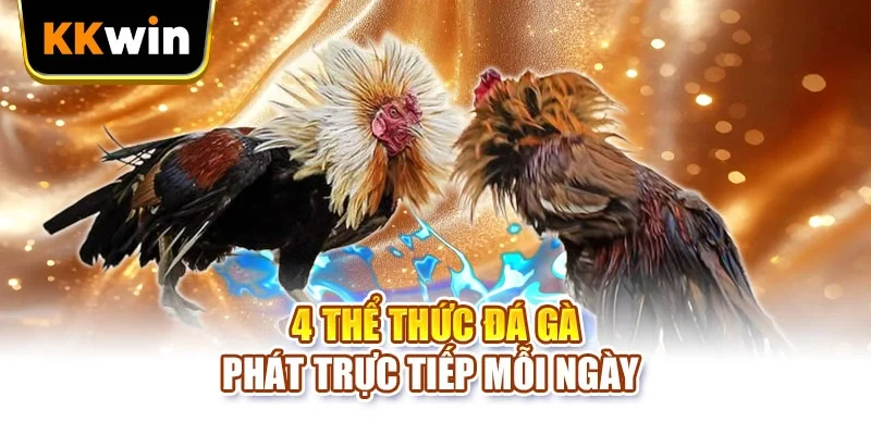 4 thể thức đá gà phát trực tiếp mỗi ngày 
